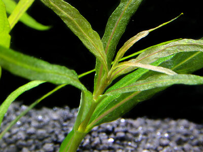 Staurogyne_stolonifera3.jpg