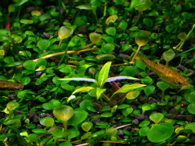 staurogyne_sp_porto_velho_1.jpg