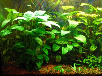 Aquarium Heim 002_800x600.jpg