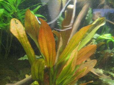 becken 002.JPG