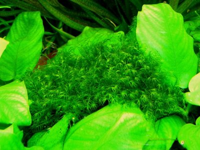 Fissidens geppii .JPG