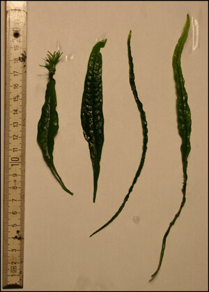 Microsorum pteropus.jpg