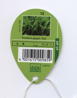 Fissidens geppii.jpg