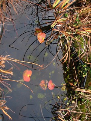 Teich und Gartenam 22.11.09 004_1024x768.jpg