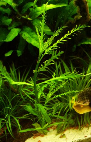 Hygrophila sp Guinea.JPG