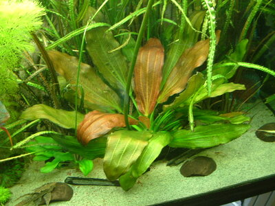 Echinodorus osiris 008.jpg