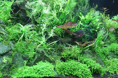 Aquariumauflösung 005_(1024_x_768).jpg