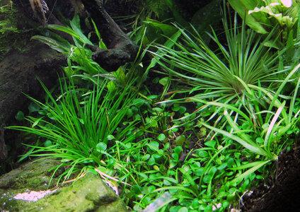 IMG_0739_flowgrow.jpg