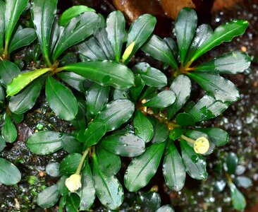 Bucephalandra sp Kapit004.jpg