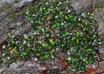 Bucephalandra sp Kapit003.jpg