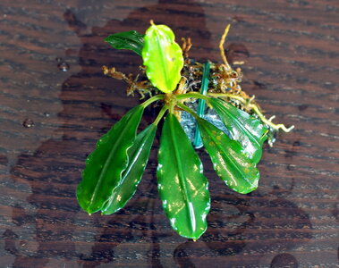 bucephalandra-gunung-sumpit-01.JPG
