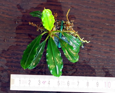 bucephalandra-gunung-sumpit-02.JPG