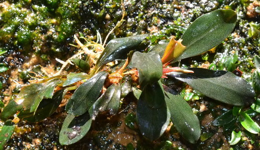 bucephalandra-riam-macam.jpg
