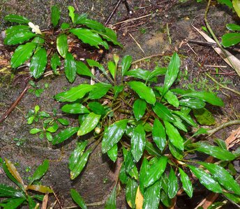 Kayu Lapis sp.jpg