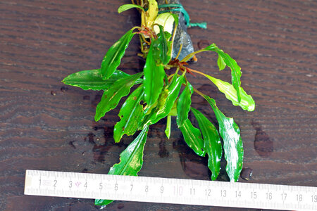 kayu_lapis-01.JPG