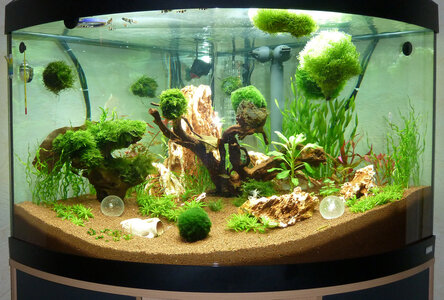 Eckaquarium.jpg
