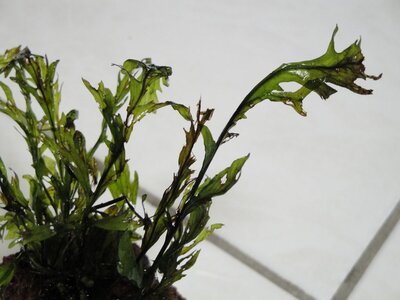 DSC02697web.jpg