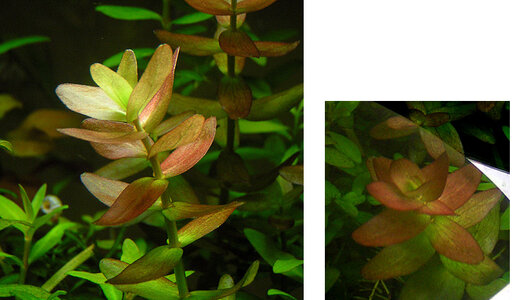 bacopa-color.jpg