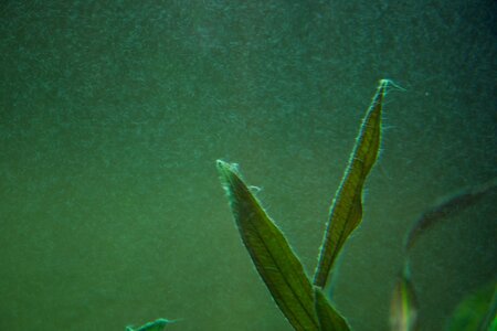 Aquarium (2).jpg