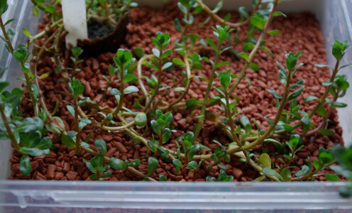 rotala_indica2.jpg