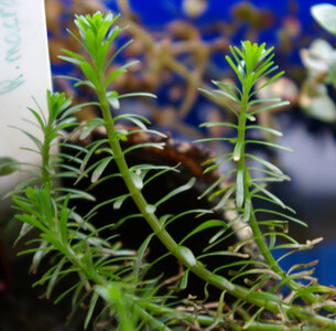 Rotala_nanjenshan.jpg