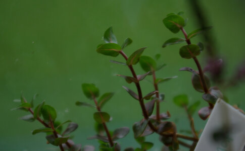 rotala_macr_singa.jpg