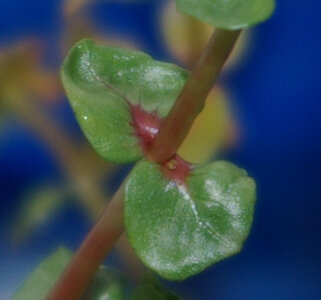 rotala_macrandra_nomi.jpg