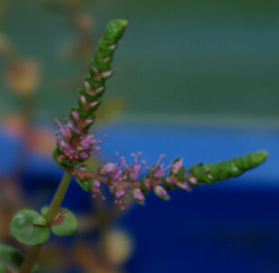 rotala_macrandra_nomi_bluete.jpg