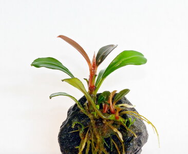 bucephalandra-kapit-03_resize.jpg