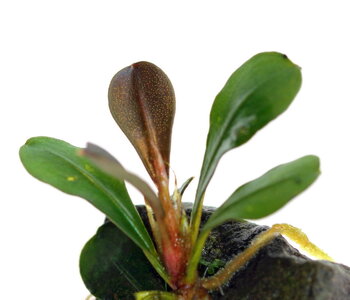 bucephalandra-kapit-04_resize.jpg