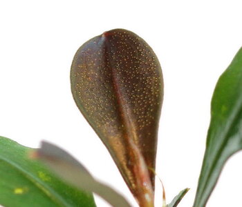 bucephalandra-kapit-07_resize.jpg