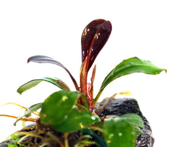 bucephalandra-kapit-05_resize.jpg