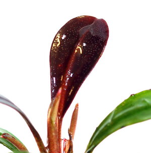 bucephalandra-kapit-06_resize.jpg