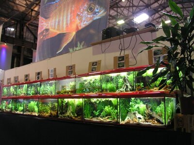 2011 Zierfisch&Aquarium10.JPG