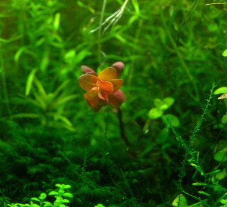 rotala-mut.jpg
