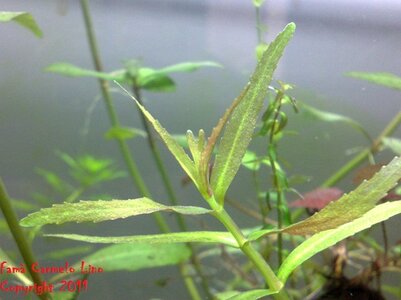 L. sp Sulawesi.jpg