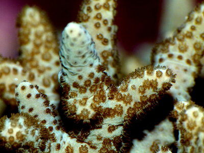 sinularia polypen tag28.JPG