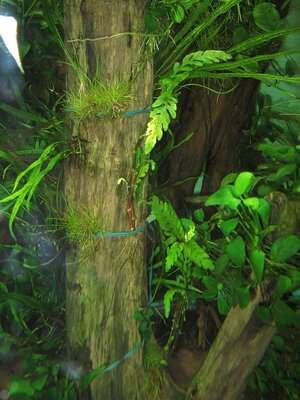 Hygrophila pinnatifida 2.jpg