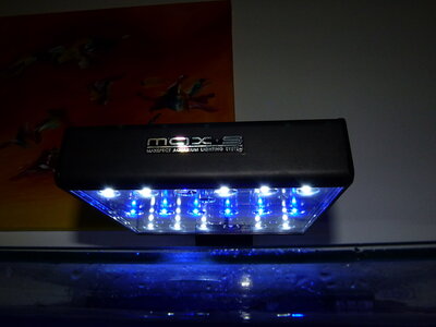 maxspect in action.JPG