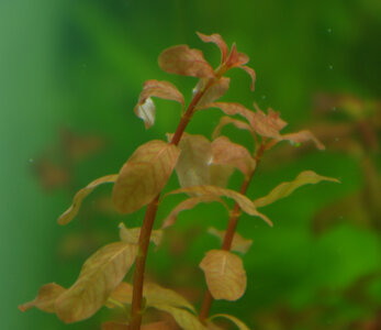 ludwigia_inclinata.jpg