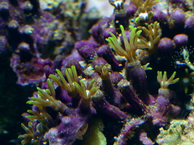 clavularia makro 20.10.11.JPG