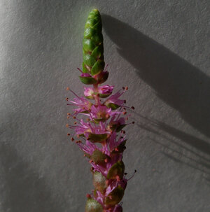 rotala_macrandra_bluete.jpg