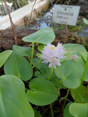Reussia ovalifolia klein.jpg