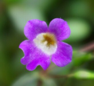 limnohippu_bluete4.jpg