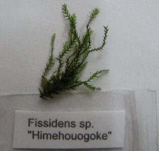 Fissidens sp Himehouogoke 2.jpg
