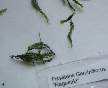 Fissidens geminiflorus nagasaki 2.jpg