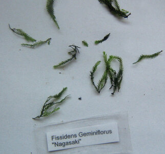 Fissidens geminiflorus nagasaki.jpg
