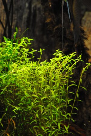 Rotala.jpg