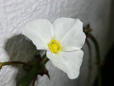 comp_blüte 0061.jpg