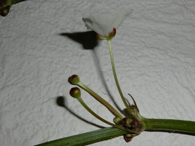 comp_blüte 0051.jpg
